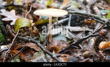 Forest ecology. Autumn in broad-leaved subtropical forest in North of Black sea, forest community; xylium. Fallen leaves, dampness, fungi, forest floo Stock Photo
