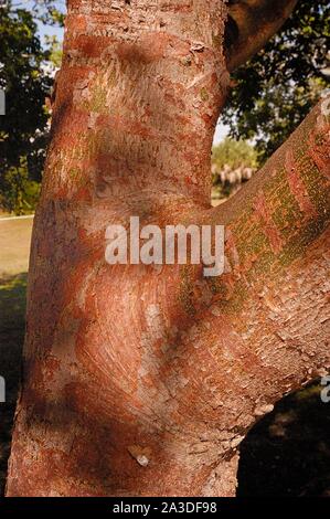 Bark of the gumbo-limbo tree, Bursera simaruba Stock Photo