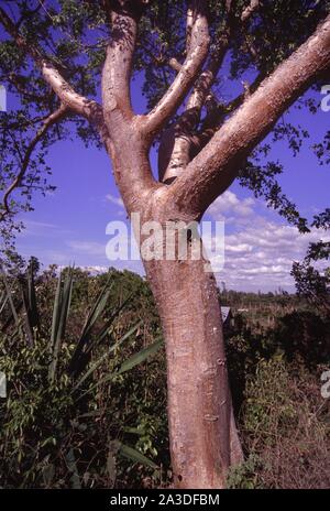 gumbo-limbo tree, Bursera simaruba
