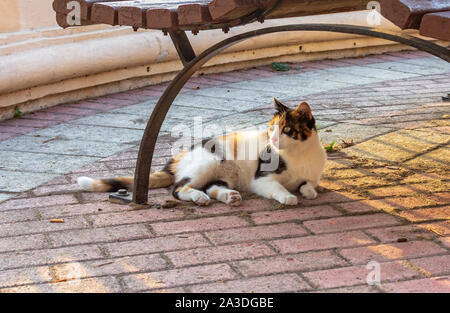 Cats of Malta - stray calico cat lying under the bench lit by evening warm sunlight at Sliema promenade. Stock Photo