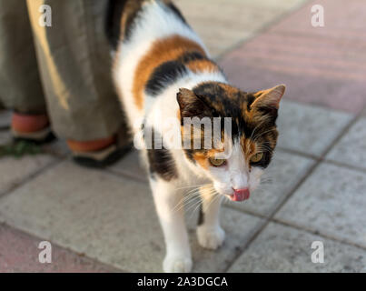 Cats of Malta - stray calico cat fawning upon human at Sliema promenade with his tongue out. Stock Photo
