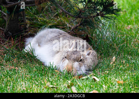 Sleepy rabbit resting in the grass Stock Photo