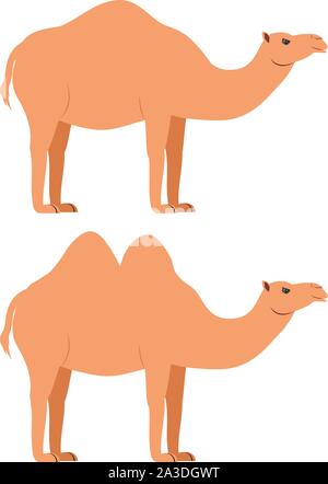 Cute cartoon desert camel illustration on white background. Stock Vector