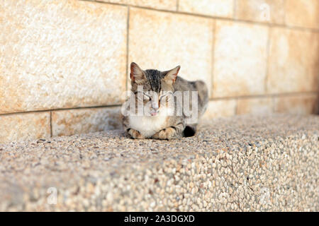 Red kitten cat sleeps on a bench in park in hot summer day Stock Photo