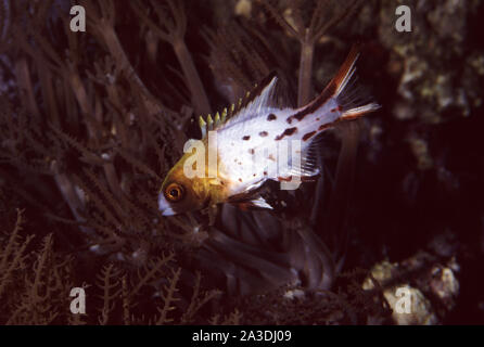 Juvenile Lyretail hogfish, Bodianus anthioides Stock Photo