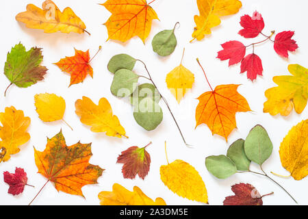 Autumn flat lay background with leaves on white. Stock Photo