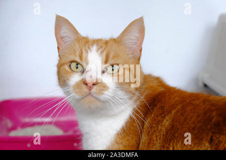 Animal shelter in West Sussex, UK. A Ginger and White Cat looking directly at the camera. Litter tray is in the background. Stock Photo
