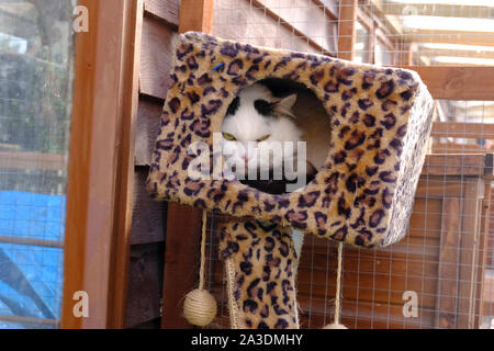 England, West Sussex. A very scared large white male feral cat in a Sussex animal rescue centre Stock Photo