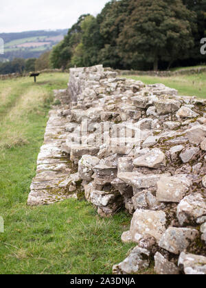 section of Roman Hadrian's Wall near Planetrees Hexham Northumberland Stock Photo