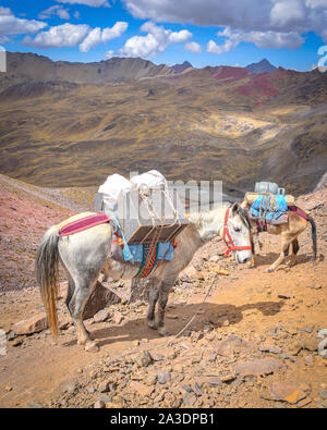 Horses carry cargo along trails through the Andes. Ausungate trail, Cusco, Peru Stock Photo