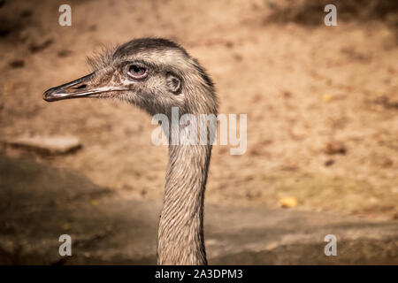 Close up head shot side profile of Ostrich Stock Photo