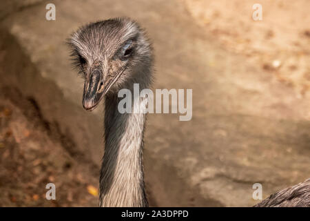 Close up head shot side profile of Ostrich Stock Photo