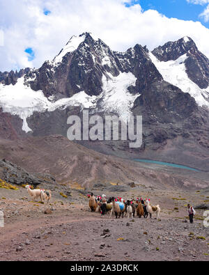 Llama pack in Cordillera Vilcanota, Ausungate, Cusco, Peru Stock Photo