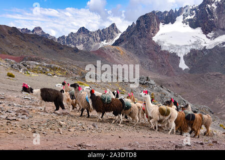 Llama pack in Cordillera Vilcanota, Ausungate, Cusco, Peru Stock Photo