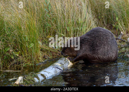 A very large castor canadensis beaver chewing on a popular log in the water along the grassy edge of the beaver pond Stock Photo