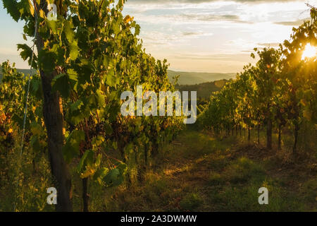 Vineyard near Volpaia town in Chianti region in province of Siena. Tuscany landscape. Italy Stock Photo