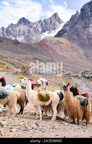 Llama pack in Cordillera Vilcanota, Ausungate, Cusco, Peru Stock Photo