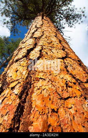 Ponderosa pine near Jackson Campground, Winema National Forest, Oregon