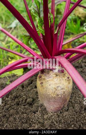 Large beetroot growing in the bed. Autumn time. October Stock Photo