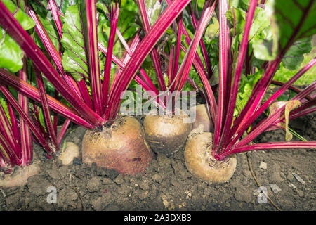 Several large beetroot growing in the bed. Autumn time. October Stock Photo
