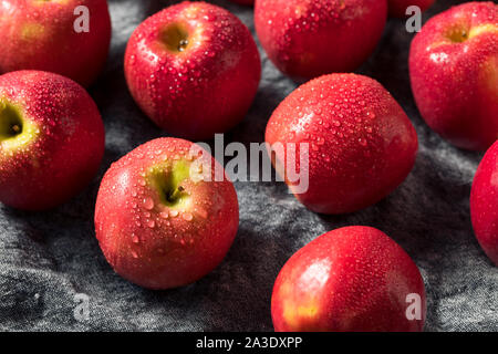 Raw Red Organic PInk Lady Apples Ready to Eat Stock Photo