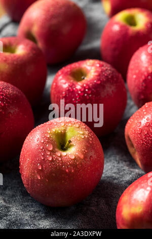 Raw Red Organic PInk Lady Apples Ready to Eat Stock Photo