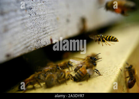 Guard bees defending their hive against attack Stock Photo