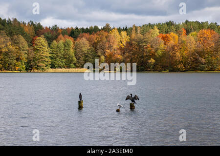 Two cormorants on wooden pilings, one cormorant in love showing wings, wonderful autumn landscape with with brilliant green, yellow and orange foliage Stock Photo