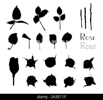 Vector illustration. Big set of hand drawn floral elements isolated on white background. Silhouettes of rose leaves and flowers. Clip art for romantic Stock Vector