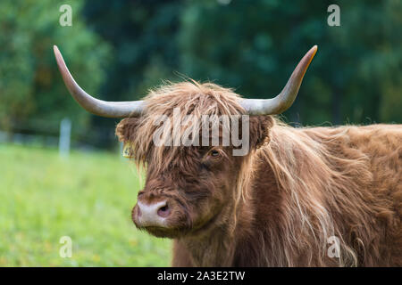 Highland cattle cow portrait on green grassland. Bos taurus. Face  detail of one domesticated livestock with horns and long wavy fur on rural grazing. Stock Photo