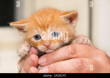 Cute timid ginger kitten. Domestic cat. Felis silvestris catus. Tender tabby kitty in human hands contact. Innocent tiny pet with small paws and claws. Stock Photo