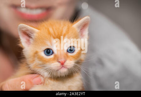 Adorable tiny ginger tabby kitten with woman detail in background. Domestic cat. Felis silvestris catus. Small cuddly pet. Blue eyes looking at camera. Stock Photo