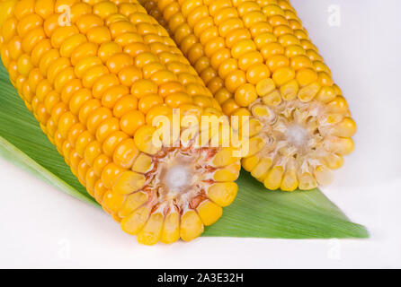 Close-up of two corn cobs on white background. Zea mays. Sweet maize of gold color on green leaf. Cross-section of corncobs with ripe yellow grains. Stock Photo