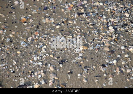 various wet seashells on gray sand of beach at Adriatic sea coast. Sea shells textures. Beach backdrop. Travel background. Marine vacation. Tourism Stock Photo