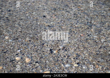 various wet seashells on gray sand of beach at Adriatic sea coast. Sea shells textures. Beach backdrop. Travel background. Marine vacation. Tourism Stock Photo