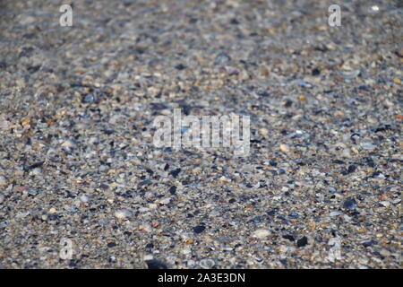 various wet seashells on gray sand of beach at Adriatic sea coast. Sea shells textures. Beach backdrop. Travel background. Marine vacation. Tourism Stock Photo