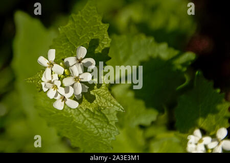 Small white garlic mustard flower close-up, selective focus, - Alliaria petiolata. Also known as Jack-by-the-hedge, garlic root, hedge garlic, sauce-a