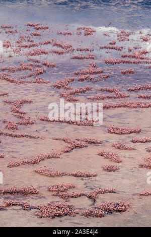 lake natron flamingo nest lake natron flamingo nest
