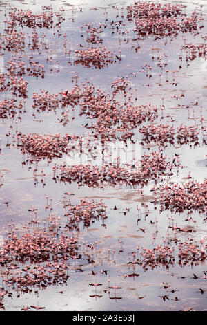lake natron flamingo nest