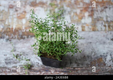 Fresh thyme growing in a pot. Stock Photo