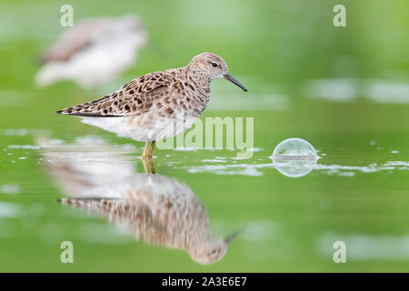 Ruff (Philomachus pugnax), side view of an adult female standing in the water Stock Photo