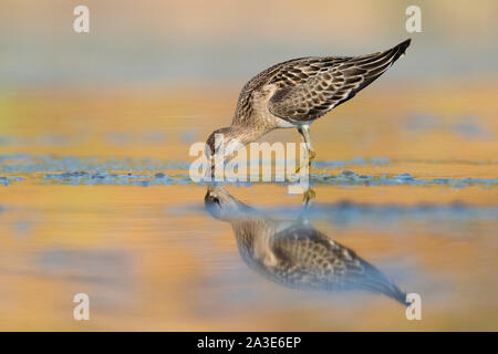 Ruff (Philomachus pugnax), side view of a juvenile looking for food in a pond Stock Photo