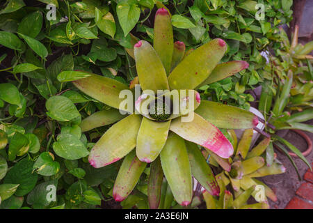 Croton, Pata Bahar. English Name: Common Coleus. Scientific name: Coleus scutellarioides (L.) Benth. Stock Photo