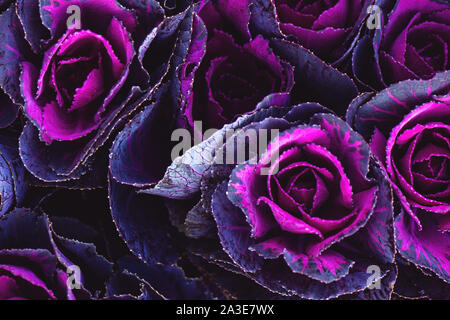 Fresh purple decorative cabbage Brassica close up background. Stock Photo