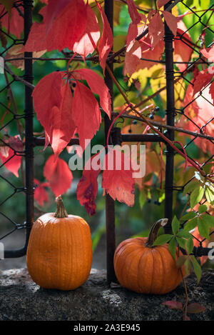 Pumpkins and red leaves next to a fence Stock Photo