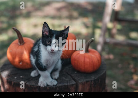 Black and white cat and pumpkins on a wooden table Stock Photo