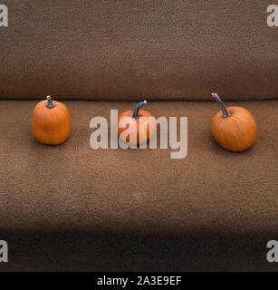 Pumpkins growing on a vegetable bed Stock Photo - Alamy
