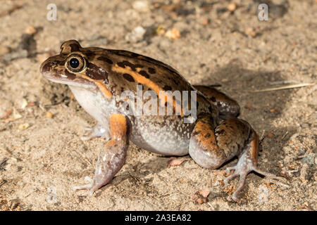 Australian Striped Marsh Frog Stock Photo