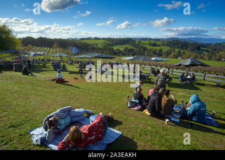 Cherry orchards in the spring outside of the Wandin East, Melbourne, Australia Stock Photo