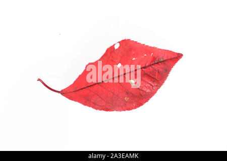 autumn leaves macro. Isolated autumn fallen leaves over white background Stock Photo